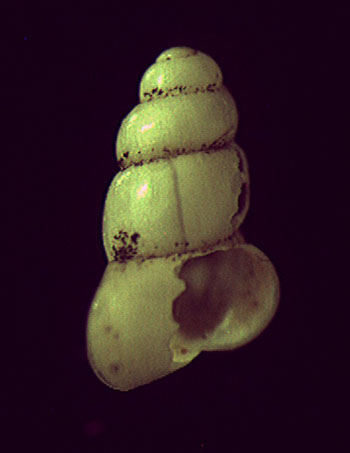 una Paladilhiopsis virei ... dalla vita movimentata